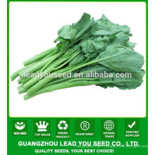 NKL01 Suijiao good quality kale seeds,kailan seeds,chinese broccoli